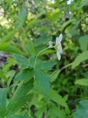 Geranium richardsonii