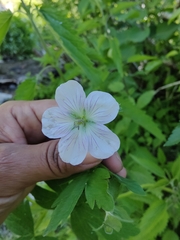 Geranium richardsonii