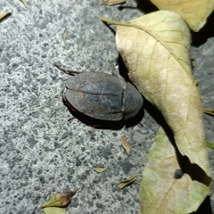 Homoeogamia mexicana