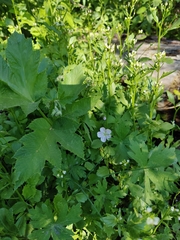 Geranium richardsonii