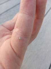 Argyrodes antipodianus