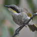 Singing Honeyeater - Photo (c) anthonypaul, some rights reserved (CC BY-NC), uploaded by anthonypaul