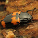 Pleasing Fungus Beetle - Photo (c) Katja Schulz, some rights reserved (CC BY)
