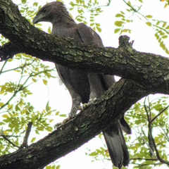 Nisaetus cirrhatus limnaeetus
