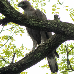 Nisaetus cirrhatus limnaeetus