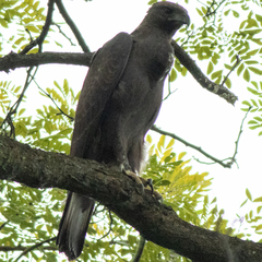 Nisaetus cirrhatus limnaeetus