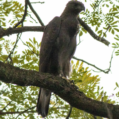 Nisaetus cirrhatus limnaeetus