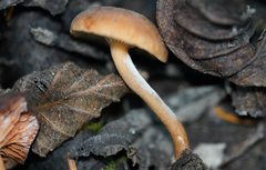 Lactarius occidentalis