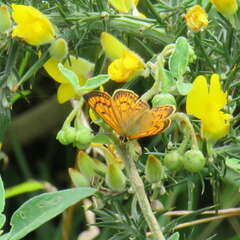 Lycaena edna