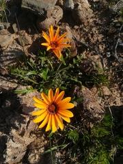 Gazania linearis