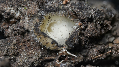 Leotiomycetes