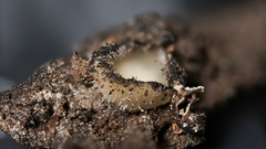 Leotiomycetes