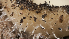 Leotiomycetes