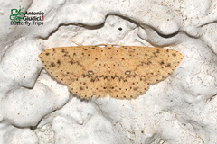 Cyclophora turneri