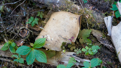 Caloboletus rubripes