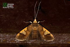 Ulopeza idyalis