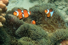Amphiprion ocellaris