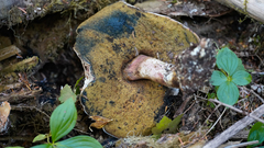 Caloboletus rubripes