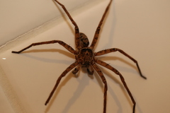 Heteropoda