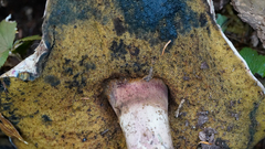 Caloboletus rubripes