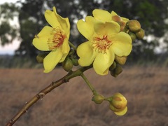 Cochlospermum gillivraei