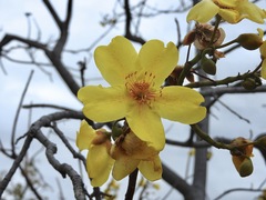 Cochlospermum gillivraei