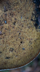 Caloboletus rubripes