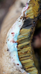 Caloboletus rubripes