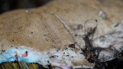 Caloboletus rubripes