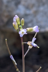 Boechera retrofracta