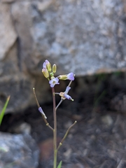 Boechera retrofracta