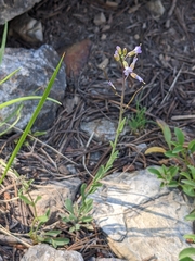 Boechera retrofracta