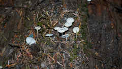 Strobilurus albipilatus