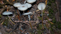 Strobilurus albipilatus