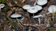 Strobilurus albipilatus