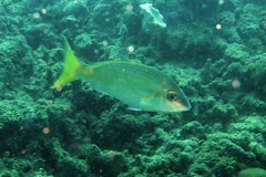 Scolopsis affinis