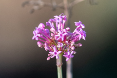 Centranthus lecoqii