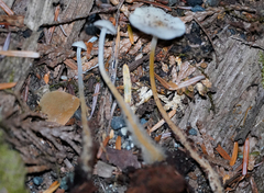 Strobilurus albipilatus