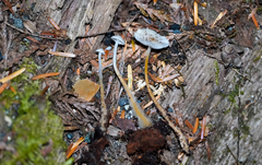 Strobilurus albipilatus