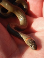 Diadophis punctatus modestus