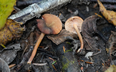 Lactarius occidentalis