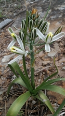 Albuca batteniana