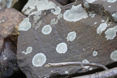 Cryptothecia striata