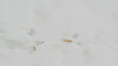 Rattus norvegicus