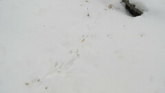 Rattus norvegicus
