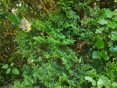 Libocedrus bidwillii