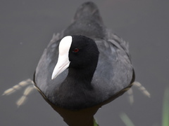 Fulica alai