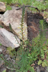 Hebenstretia robusta
