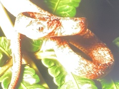Pareas carinatus