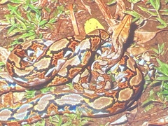 Malayopython reticulatus
